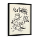Besler Blanco Y Negro Peony Iii - Basilius Besler | Cuadro decorativo de Canvas Lab