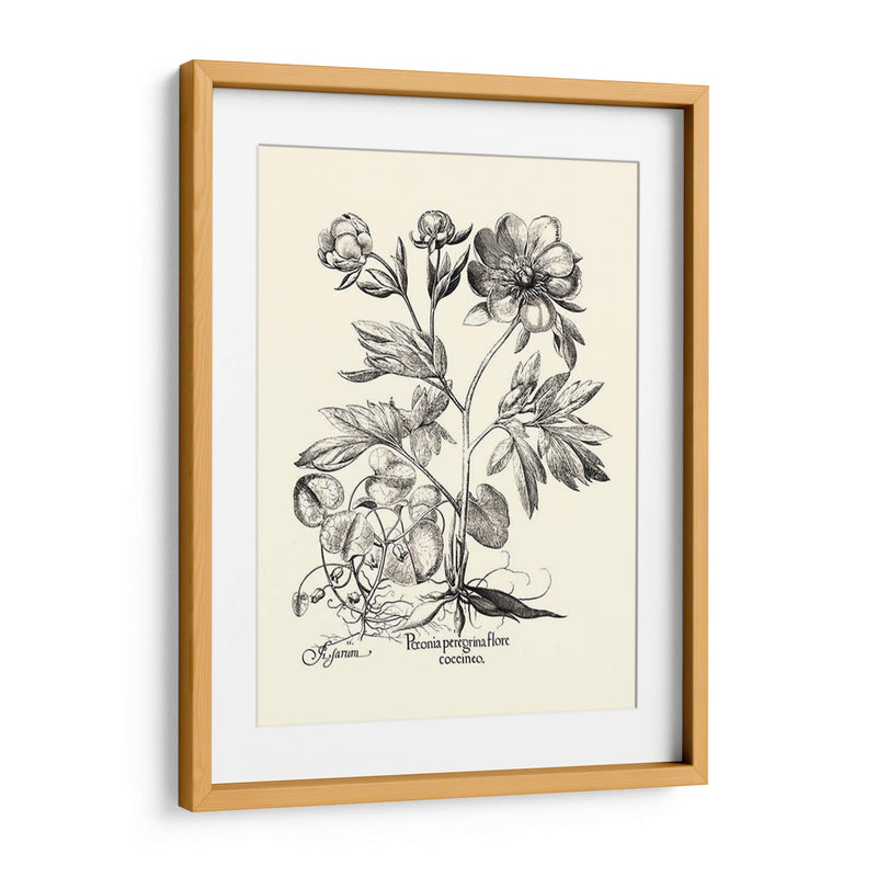 Besler Blanco Y Negro Peony Iii - Basilius Besler | Cuadro decorativo de Canvas Lab