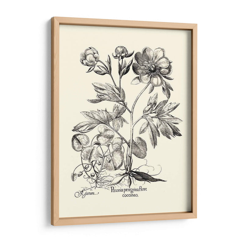 Besler Blanco Y Negro Peony Iii - Basilius Besler | Cuadro decorativo de Canvas Lab