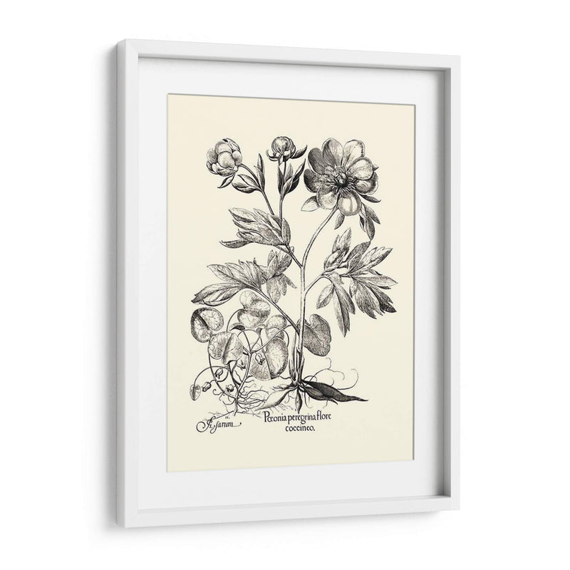 Besler Blanco Y Negro Peony Iii - Basilius Besler | Cuadro decorativo de Canvas Lab