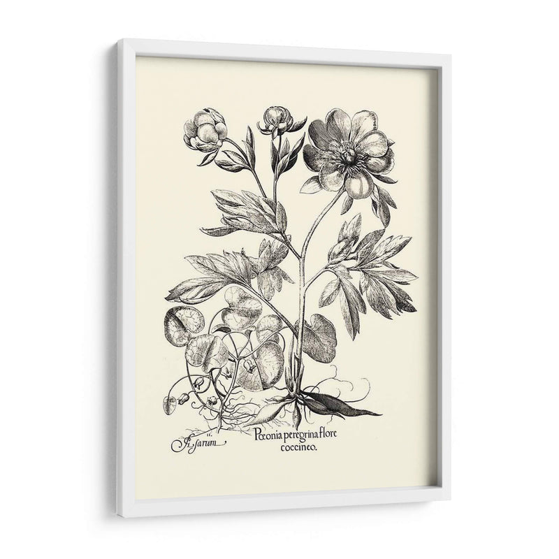 Besler Blanco Y Negro Peony Iii - Basilius Besler | Cuadro decorativo de Canvas Lab