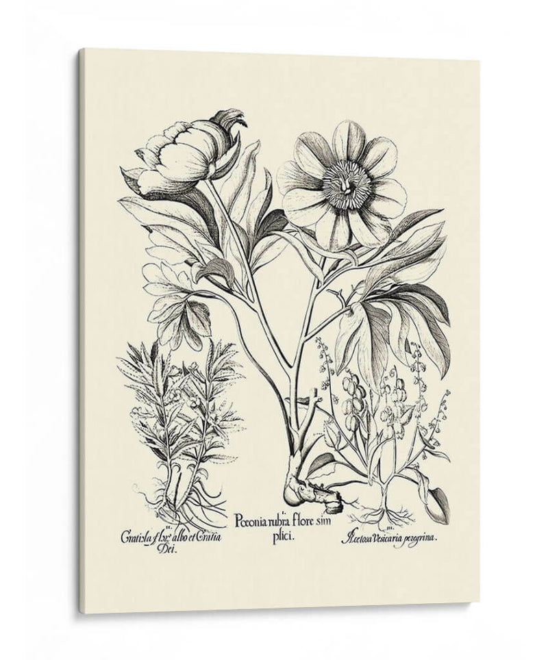 Besler Blanco Y Negro Peony Iv - Basilius Besler | Cuadro decorativo de Canvas Lab