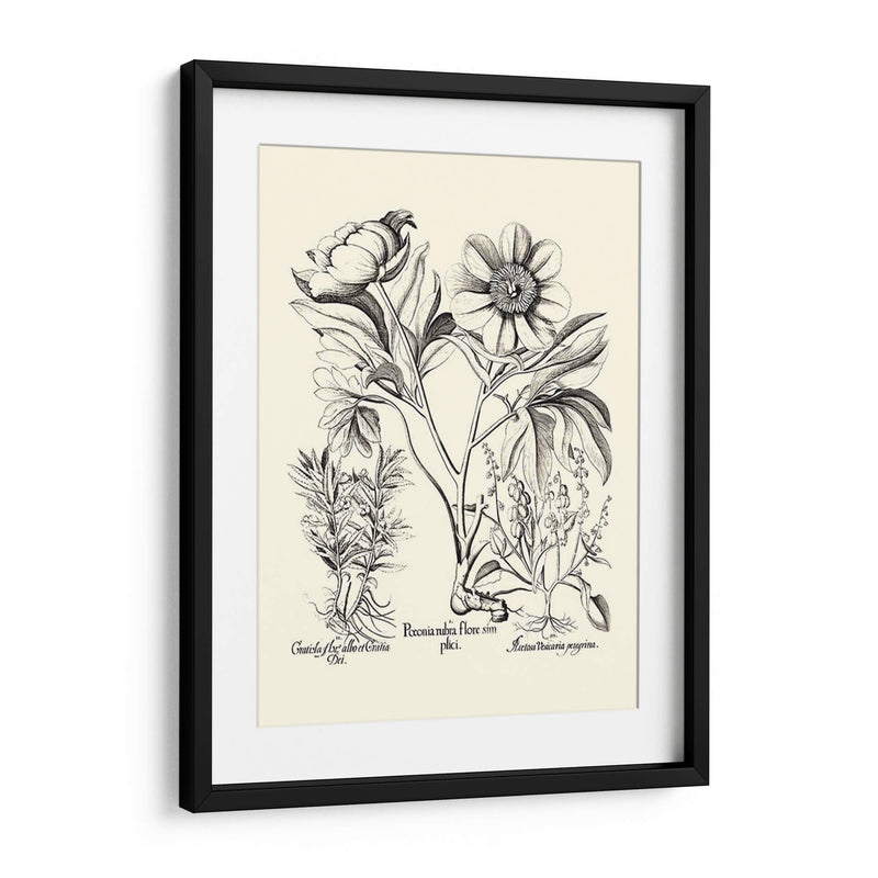 Besler Blanco Y Negro Peony Iv - Basilius Besler | Cuadro decorativo de Canvas Lab