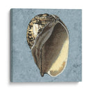 Conchas Lavadas Con Piedras Ii - Vision Studio | Cuadro decorativo de Canvas Lab