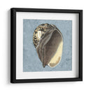 Conchas Lavadas Con Piedras Ii - Vision Studio | Cuadro decorativo de Canvas Lab