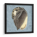 Conchas Lavadas Con Piedras Ii - Vision Studio | Cuadro decorativo de Canvas Lab