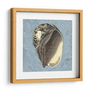 Conchas Lavadas Con Piedras Ii - Vision Studio | Cuadro decorativo de Canvas Lab