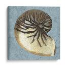 Conchas Lavadas Con Piedras Iii - Vision Studio | Cuadro decorativo de Canvas Lab