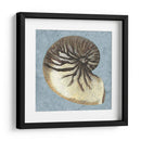 Conchas Lavadas Con Piedras Iii - Vision Studio | Cuadro decorativo de Canvas Lab