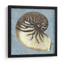 Conchas Lavadas Con Piedras Iii - Vision Studio | Cuadro decorativo de Canvas Lab