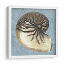 Conchas Lavadas Con Piedras Iii - Vision Studio | Cuadro decorativo de Canvas Lab