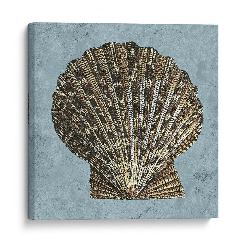 Conchas Lavadas De Piedra Iv - Vision Studio | Cuadro decorativo de Canvas Lab