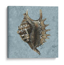 Conchas Lavadas Con Piedra V - Vision Studio | Cuadro decorativo de Canvas Lab