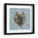 Conchas Lavadas Con Piedra V - Vision Studio | Cuadro decorativo de Canvas Lab