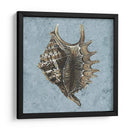 Conchas Lavadas Con Piedra V - Vision Studio | Cuadro decorativo de Canvas Lab