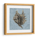 Conchas Lavadas Con Piedra V - Vision Studio | Cuadro decorativo de Canvas Lab