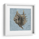 Conchas Lavadas Con Piedra V - Vision Studio | Cuadro decorativo de Canvas Lab