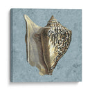 Conchas Lavadas Con Piedra Vi - Vision Studio | Cuadro decorativo de Canvas Lab