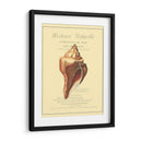 Coquilles De Mer Ii - Vision Studio | Cuadro decorativo de Canvas Lab