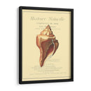 Coquilles De Mer Ii - Vision Studio | Cuadro decorativo de Canvas Lab