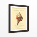 Coquilles De Mer Ii - Vision Studio | Cuadro decorativo de Canvas Lab