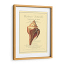 Coquilles De Mer Ii - Vision Studio | Cuadro decorativo de Canvas Lab