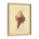 Coquilles De Mer Ii - Vision Studio | Cuadro decorativo de Canvas Lab