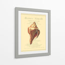 Coquilles De Mer Ii - Vision Studio | Cuadro decorativo de Canvas Lab