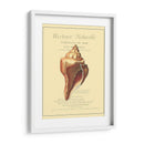 Coquilles De Mer Ii - Vision Studio | Cuadro decorativo de Canvas Lab