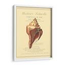 Coquilles De Mer Ii - Vision Studio | Cuadro decorativo de Canvas Lab