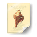 Coquilles De Mer Ii - Vision Studio | Cuadro decorativo de Canvas Lab