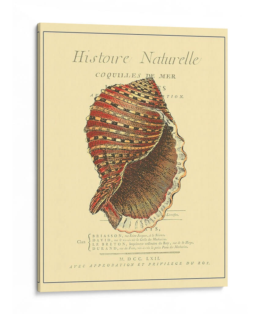 Coquilles De Mer Iv - Vision Studio | Cuadro decorativo de Canvas Lab