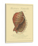 Coquilles De Mer Iv - Vision Studio | Cuadro decorativo de Canvas Lab