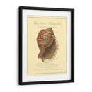 Coquilles De Mer Iv - Vision Studio | Cuadro decorativo de Canvas Lab