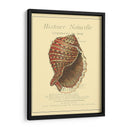 Coquilles De Mer Iv - Vision Studio | Cuadro decorativo de Canvas Lab