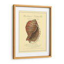 Coquilles De Mer Iv - Vision Studio | Cuadro decorativo de Canvas Lab