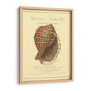 Coquilles De Mer Iv - Vision Studio | Cuadro decorativo de Canvas Lab