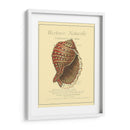 Coquilles De Mer Iv - Vision Studio | Cuadro decorativo de Canvas Lab