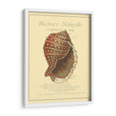 Coquilles De Mer Iv - Vision Studio | Cuadro decorativo de Canvas Lab