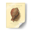 Coquilles De Mer Iv - Vision Studio | Cuadro decorativo de Canvas Lab