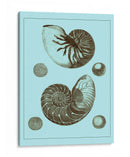 Conchas Teñidas En Aqua I - Vision Studio | Cuadro decorativo de Canvas Lab