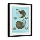 Conchas Teñidas En Aqua I - Vision Studio | Cuadro decorativo de Canvas Lab