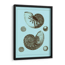 Conchas Teñidas En Aqua I - Vision Studio | Cuadro decorativo de Canvas Lab