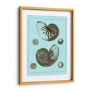 Conchas Teñidas En Aqua I - Vision Studio | Cuadro decorativo de Canvas Lab