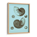 Conchas Teñidas En Aqua I - Vision Studio | Cuadro decorativo de Canvas Lab