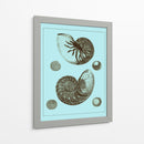 Conchas Teñidas En Aqua I - Vision Studio | Cuadro decorativo de Canvas Lab