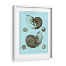 Conchas Teñidas En Aqua I - Vision Studio | Cuadro decorativo de Canvas Lab