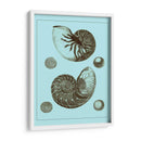 Conchas Teñidas En Aqua I - Vision Studio | Cuadro decorativo de Canvas Lab