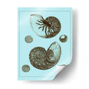 Conchas Teñidas En Aqua I - Vision Studio | Cuadro decorativo de Canvas Lab