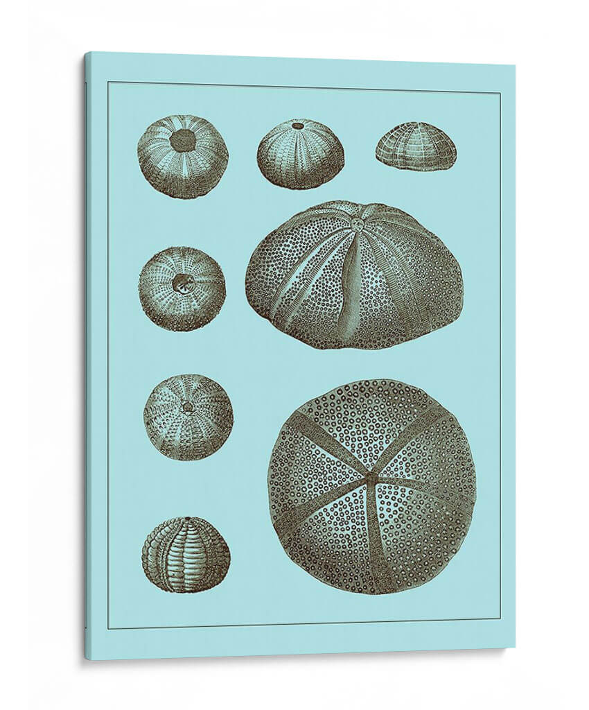 Conchas Teñidas En Aqua Ii - Vision Studio | Cuadro decorativo de Canvas Lab